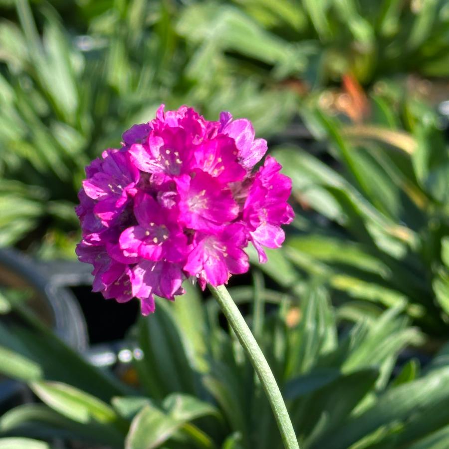 Armeria pseudarmeria 'DREAMERIA Vivid Dreams' - Great Thrift from Pleasant Run Nursery
