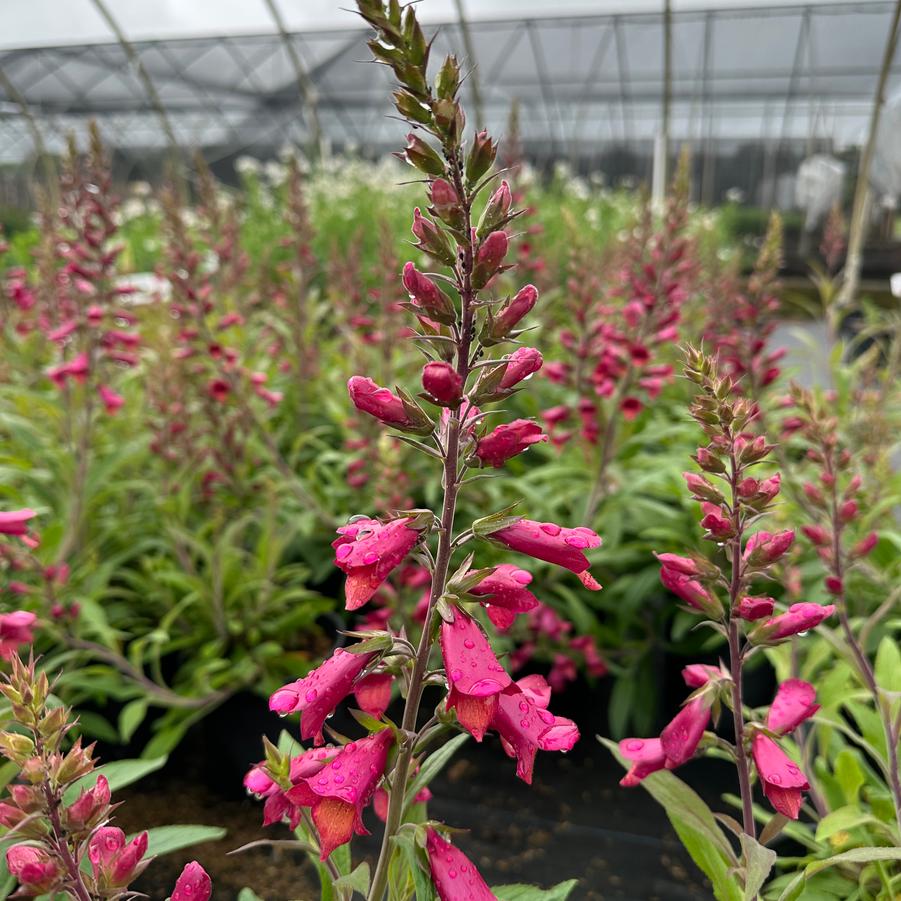 x Digiplexis ILLUMINATION® 'Raspberry' - Digiplexis (foxglove hybrid) from Pleasant Run Nursery