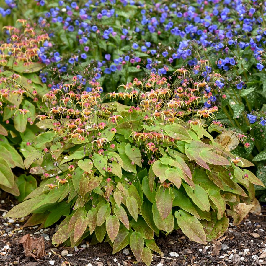 Epimedium x 'Dream Catcher' - Barrenwort Photo courtesy of Walters Gardens, Inc.