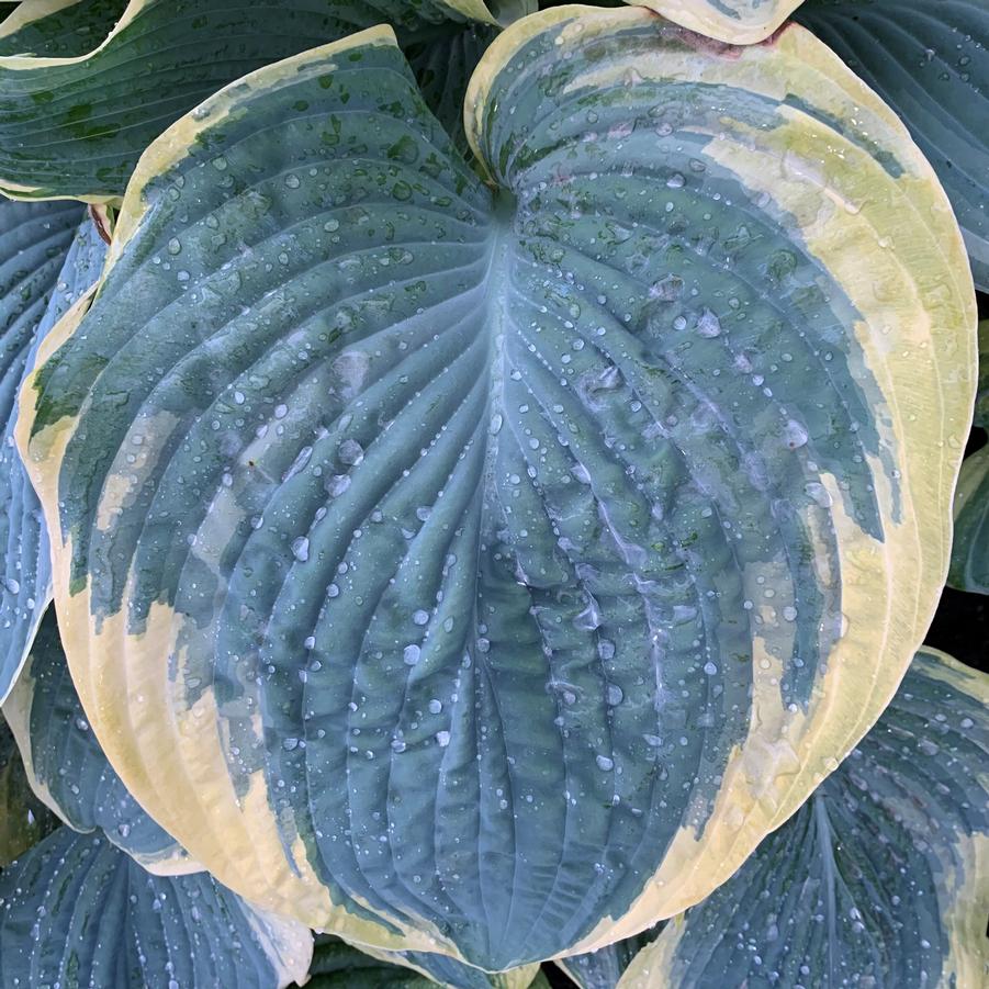 Hosta 'Gigantosaurus' - Plantain Lily (Photo courtesy of Walters Gardens, Inc.)