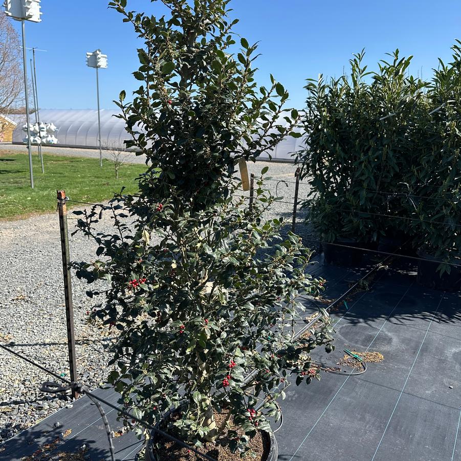 Ilex x 'Centennial Dragon' - Holly from Pleasant Run Nursery