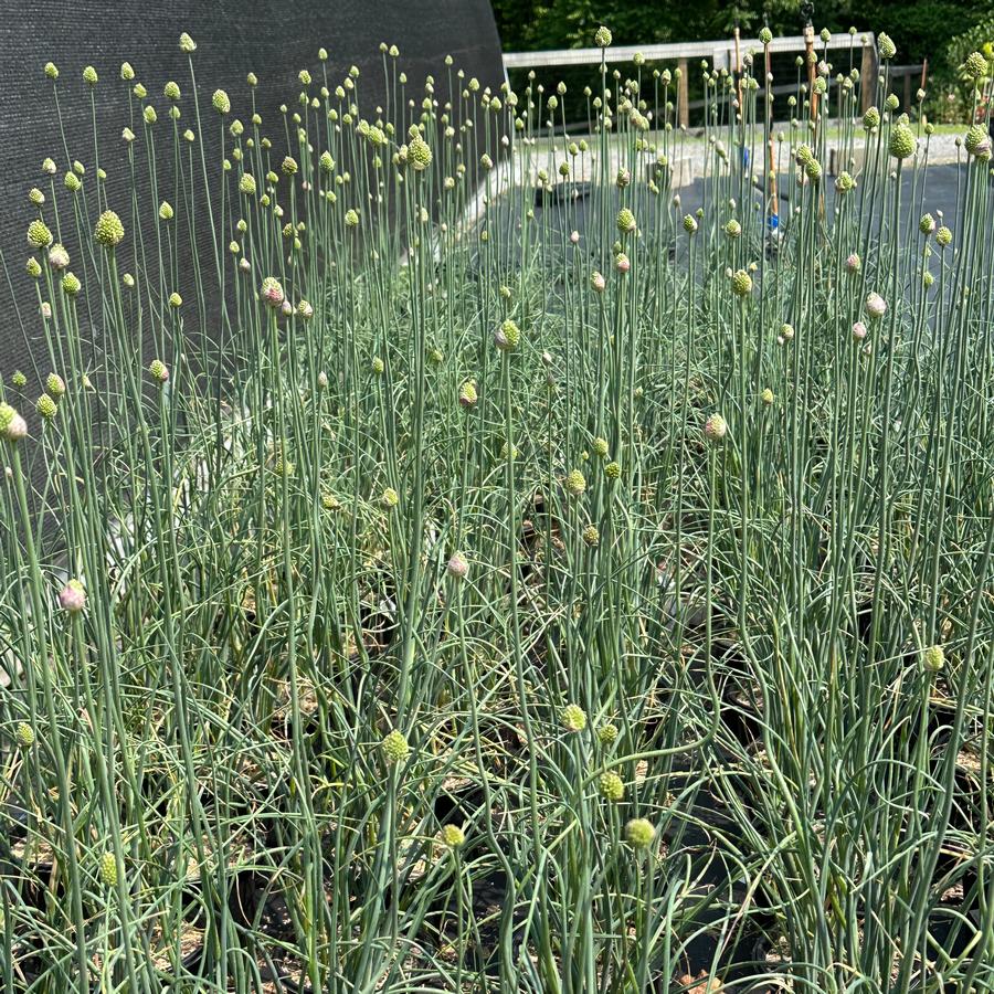 Allium sphaerocephalon - Drumstick Allium from Pleasant Run Nursery