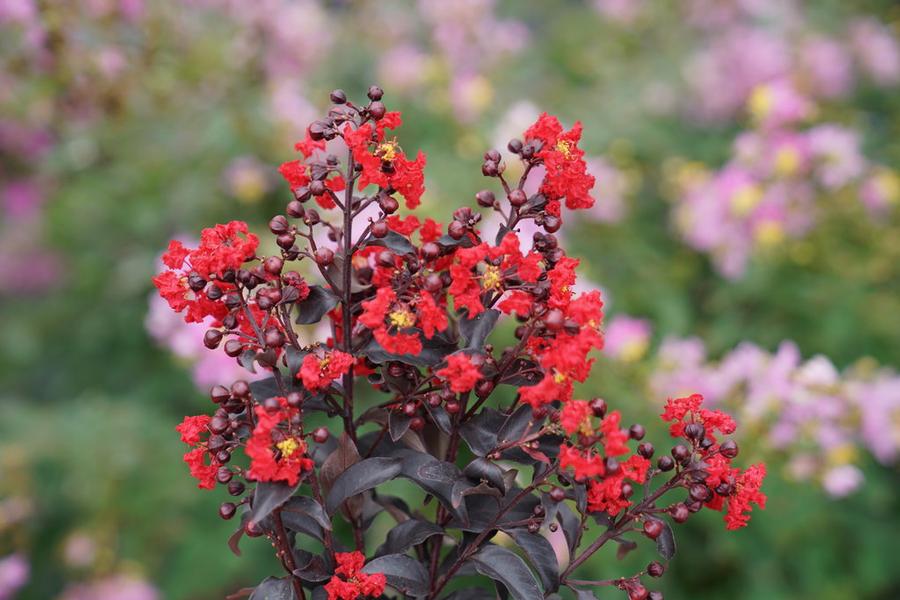 Lagerstroemia Center Stage® Red - Crapemyrtle (Courtesy of Proven Winners) 