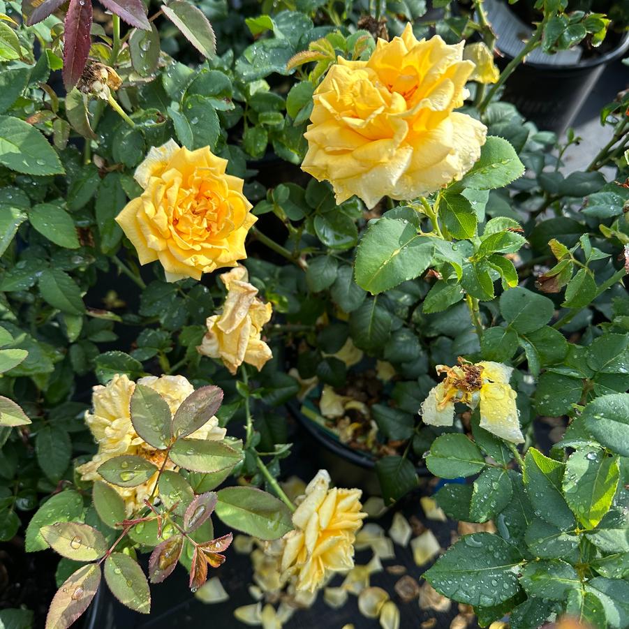 Rosa 'Royal Gold' - Climbing Rose from Pleasant Run Nursery