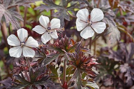 Geranium pratense 'Midnight Ghost' - Photo Courtesy of DeVroomen 