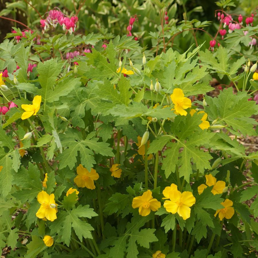 Stylophorum diphyllum - Celandine Poppy from Pleasant Run Nursery