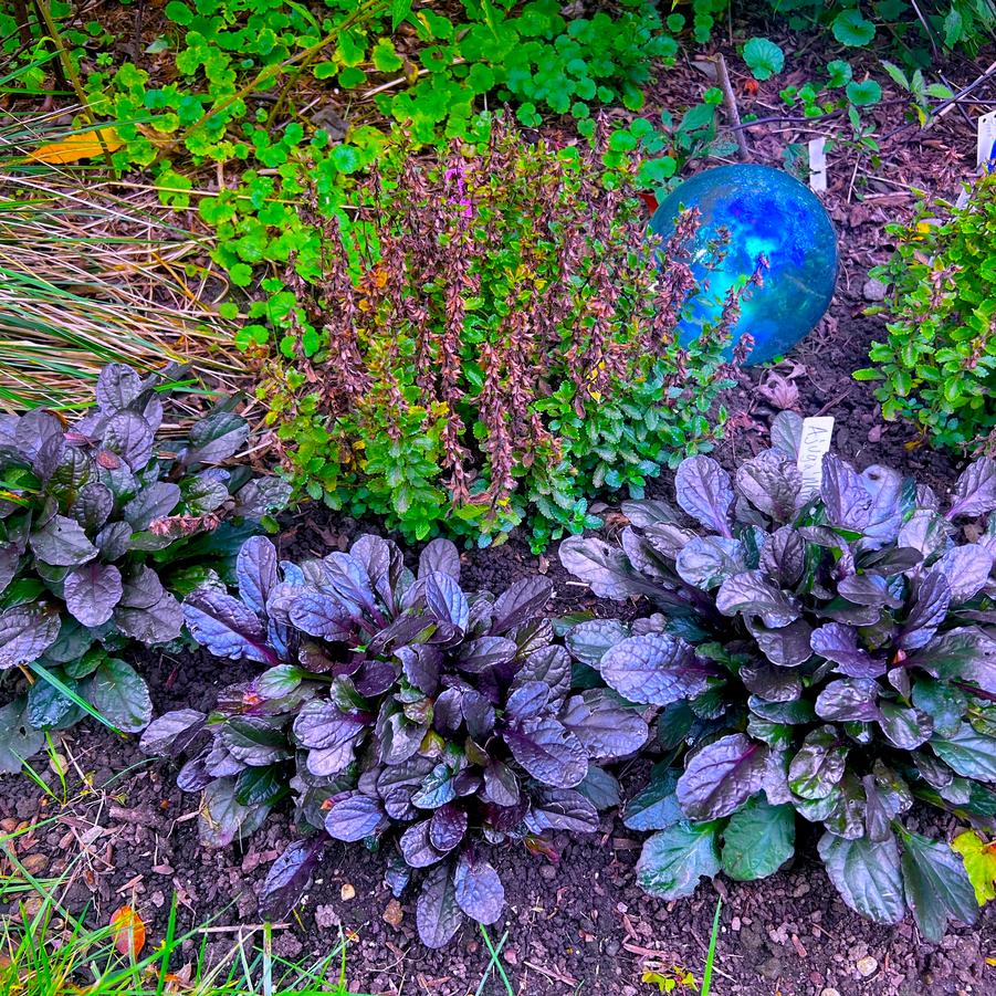 Ajuga reptans 'Midnight Mystery™' - Photo: Plants Nouveau