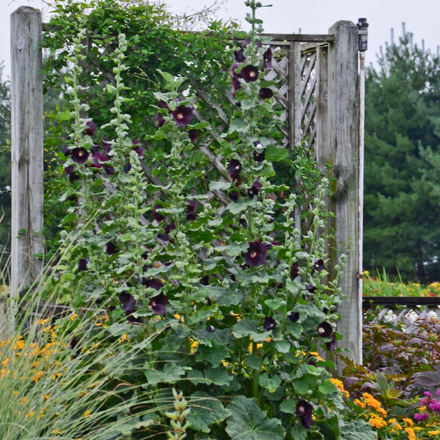 Alcea rosea 'SPOTLIGHT™ Blacknight' - Photo courtesy of Walters Gardens, Inc
