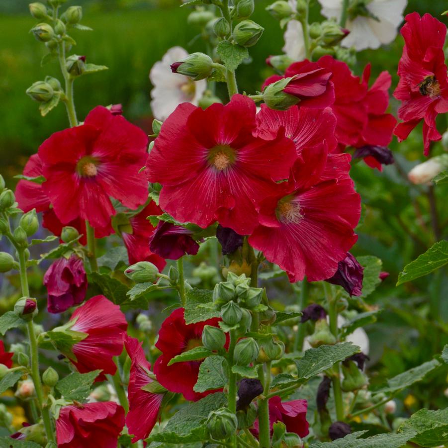 Alcea rosea 'SPOTLIGHT Mars Magic' - Photos courtesy of Walters Gardens, Inc.