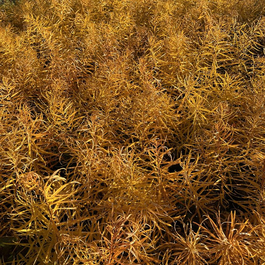 Amsonia hubrichtii 'Butterscotch™' - Arkansas Amsonia from Pleasant Run Nursery