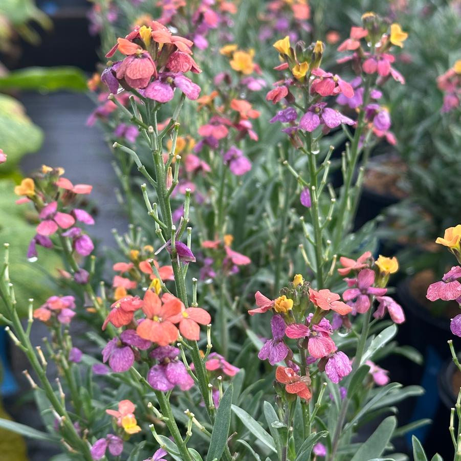 Erysimum linifolium ERYSISTIBLE™ 'Bronze Rose' - Wallflower from Pleasant Run Nursery