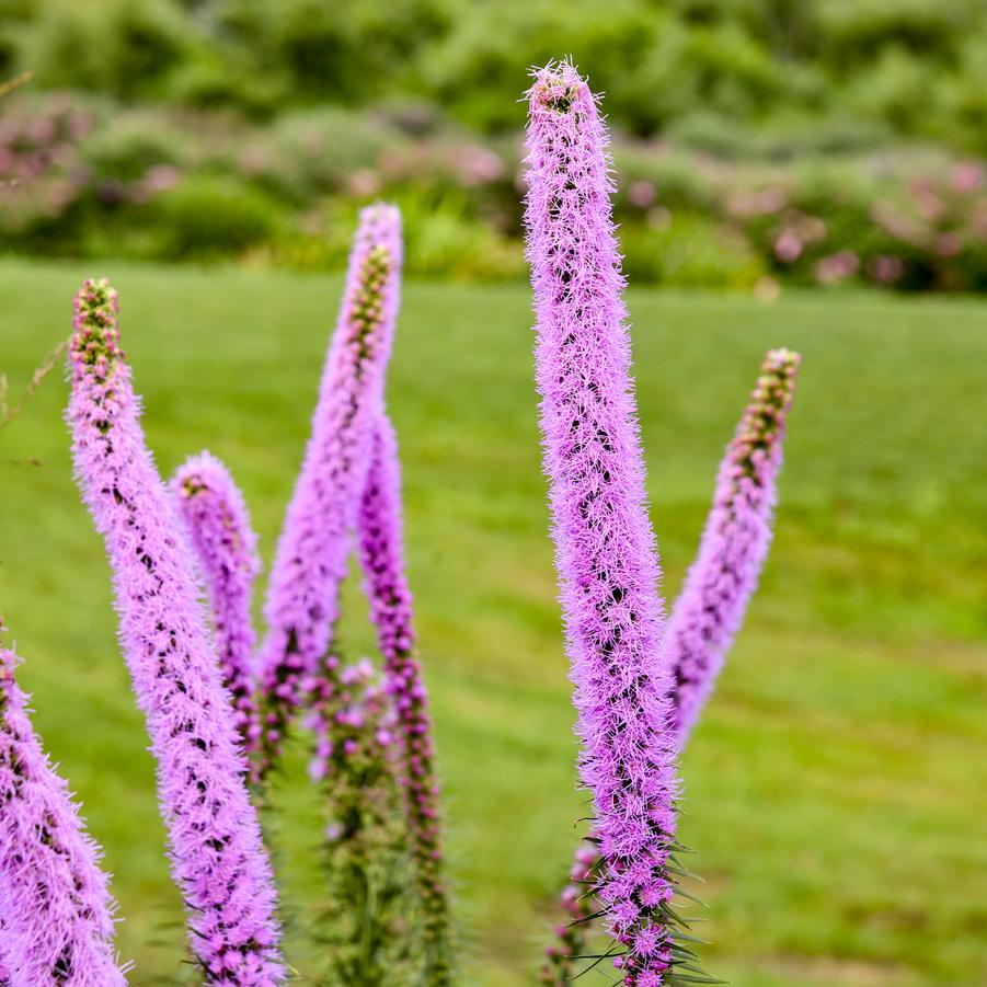 Liatris pycnostacha 'Lavender Glowsticks' - Prairie Blazing Star Photos courtesy of Walters Gardens, Inc.