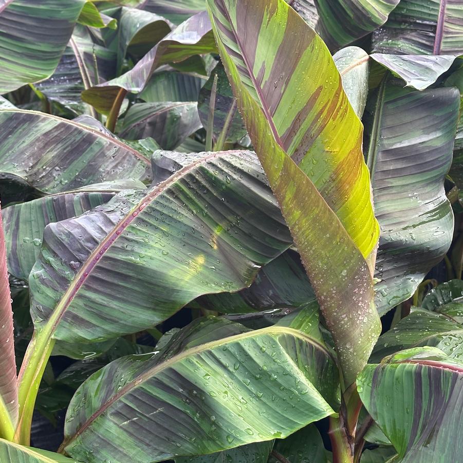 Musa sikkimensis 'Ever Red' - Hardy Banana from Pleasant Run Nursery