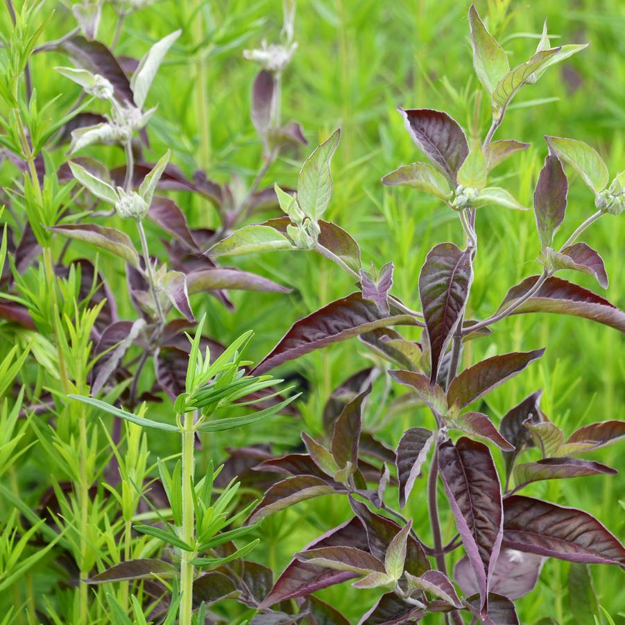 Pycnanthemum x 'Smokey Mountain Mint' - Mountain Mint Photo: Intrinsic Introductions