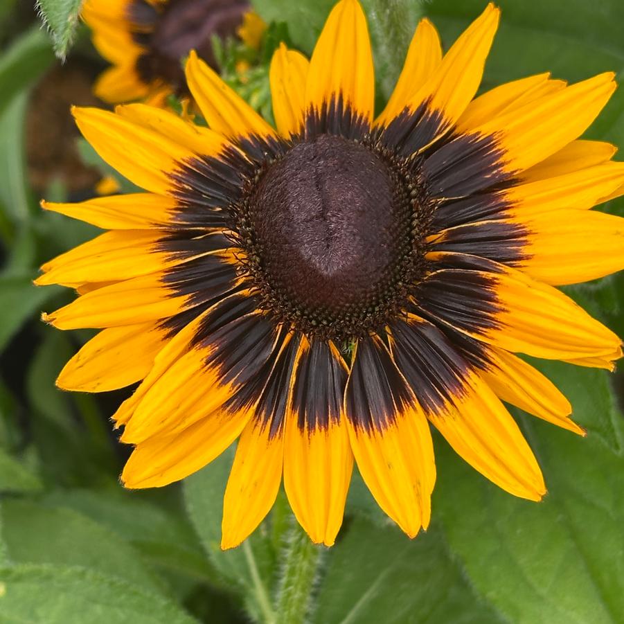 Rudbeckia hirta 'Sonora' - Black-Eyed Susan from Pleasant Run Nursery