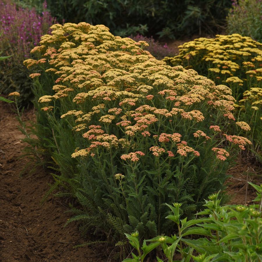 Achillea millefolium New Vintage™ 'Terracotta' - Yarrow (Courtesy of Proven Winners)
