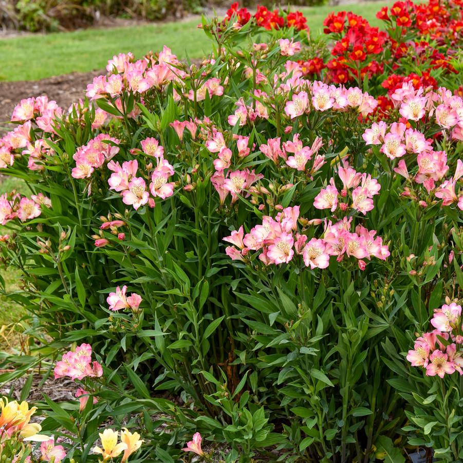 Alstroemeria x 'Summer Break' - Peruvian Lily Photos courtesy of Walters Gardens, Inc.