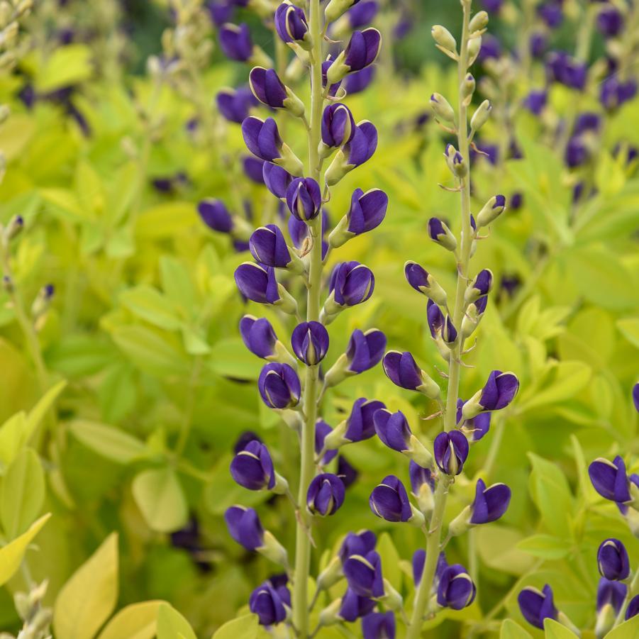 Baptisia x 'Golden Anniversary' - False Indigo Photos courtesy of Walters Gardens, Inc.
