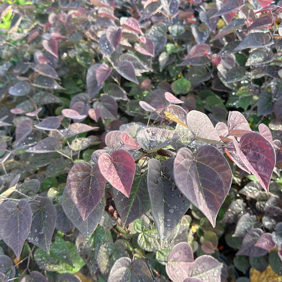 Cercis canadensis Garden Gems™ 'Amethyst' - Eastern Redbud from Pleasant Run Nursery