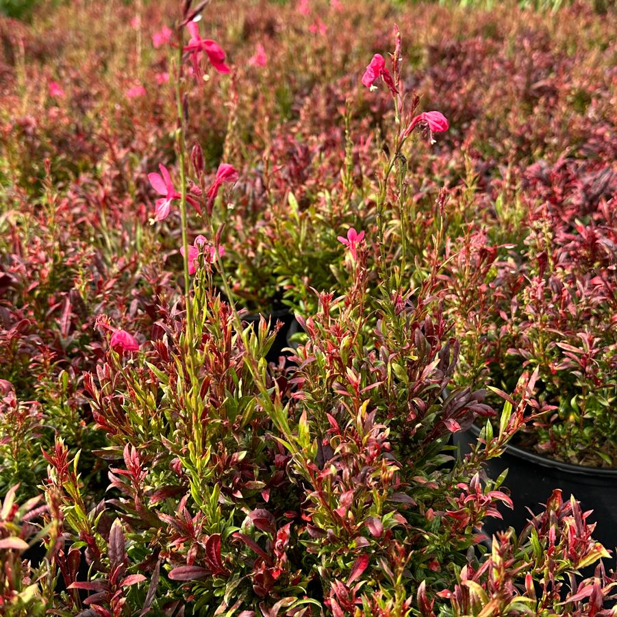 Gaura lindheimeri 'Gaudi™ Red' - Wandflower from Pleasant Run Nursery