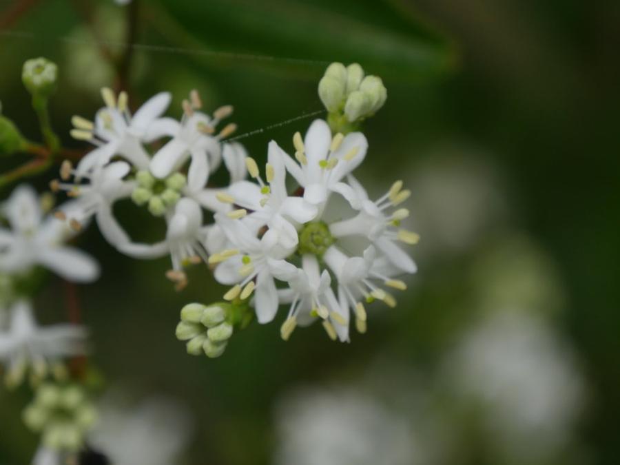 Heptacodium miconioides Temple of Bloom® - Seven-Sun Flower (Courtesy of Proven Winners)