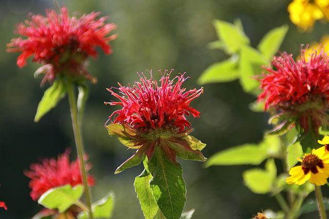 Monarda didyma - Bee Balm 
