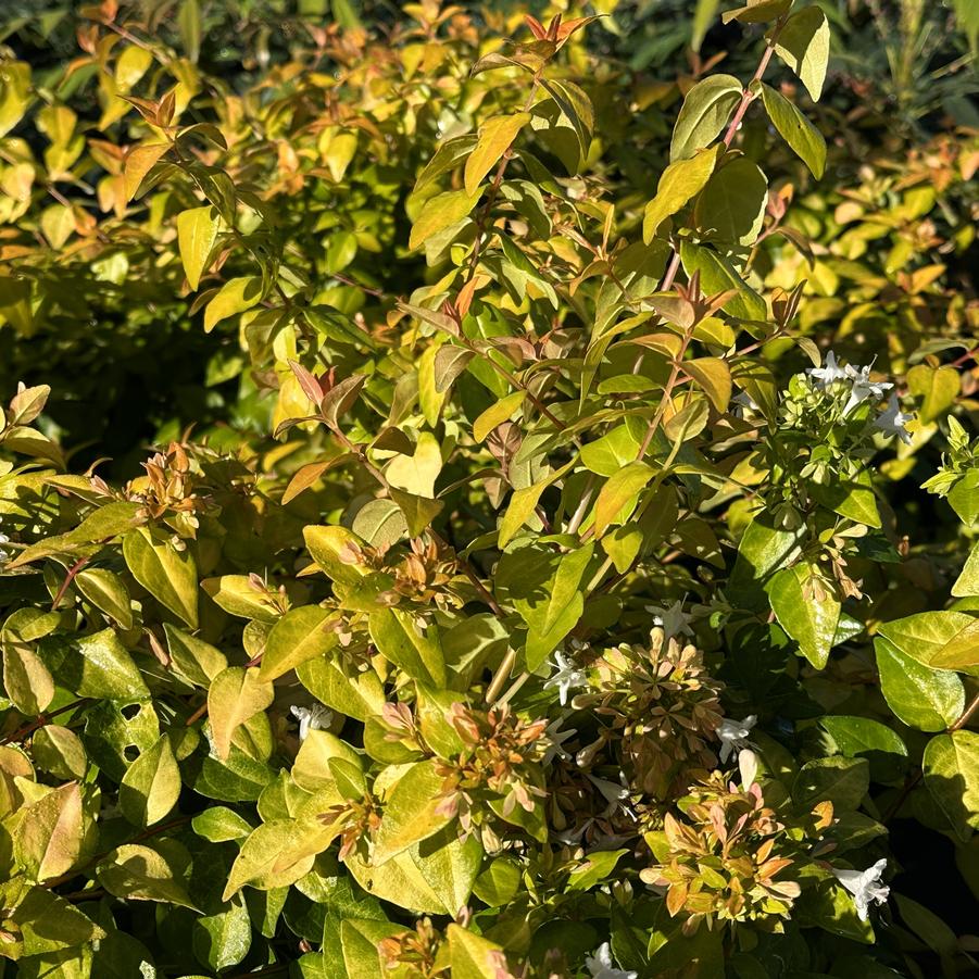 Abelia x Peach Perfection® - Abelia from Pleasant Run Nursery