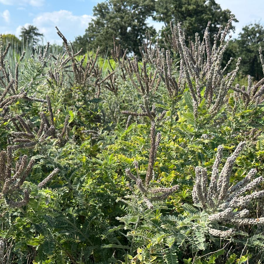 Amorpha fruticosa - False Indigo @ Belle Isle Park