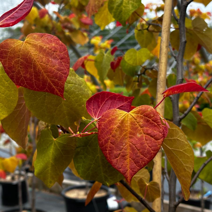 Cercis canadensis 'Hearts A'Fire™' - Eastern Redbud from Pleasant Run Nursery