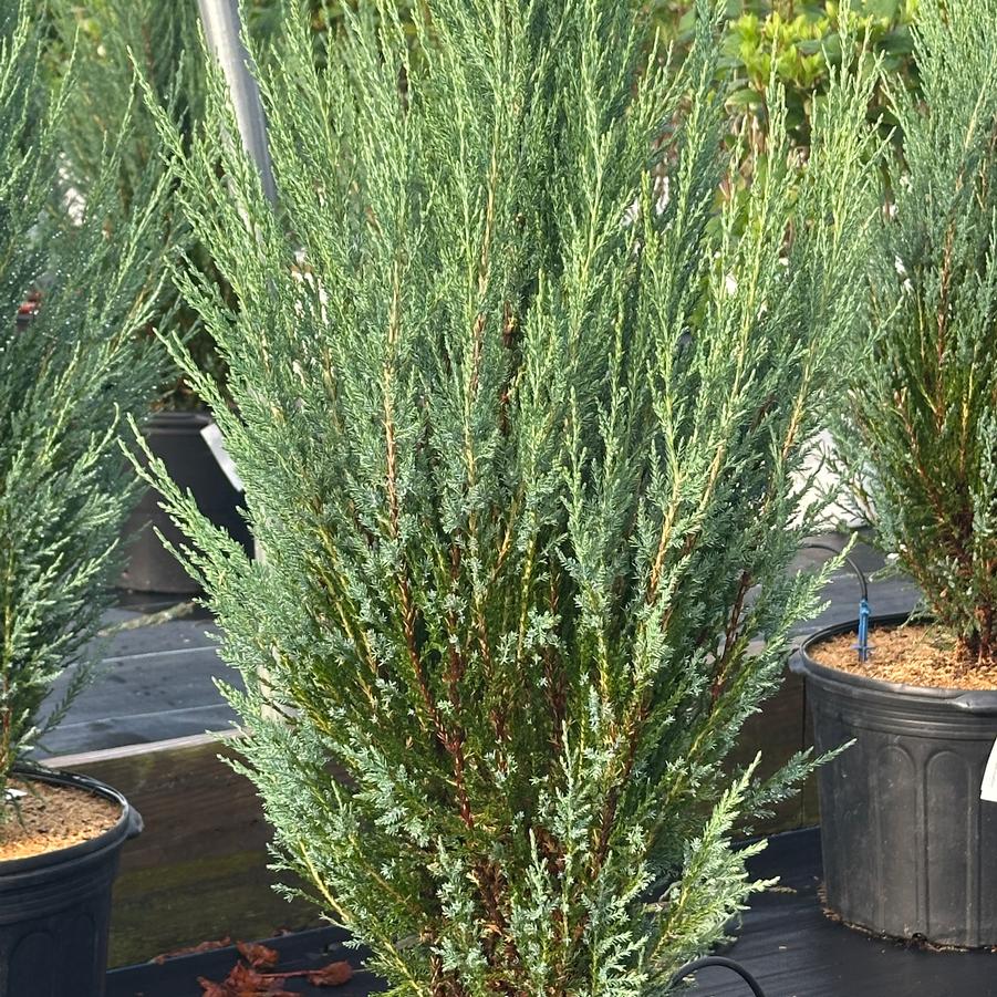 Juniperus scopulorum 'Blue Arrow' - Western Redcedar from Pleasant Run Nursery