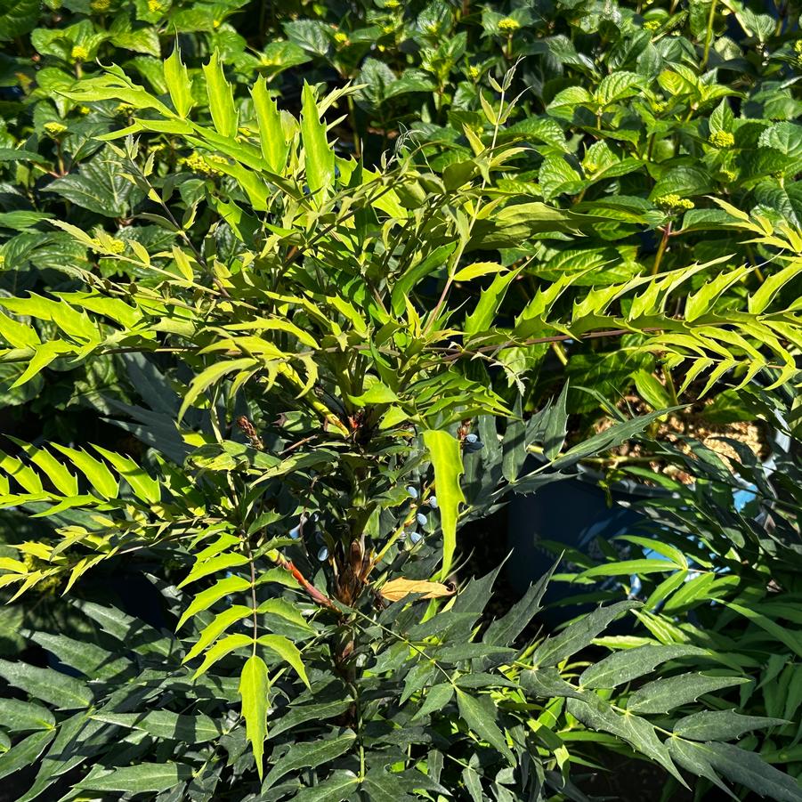 Mahonia x 'Funky Flow™' - Mahonia Hybrid from Pleasant Run Nursery