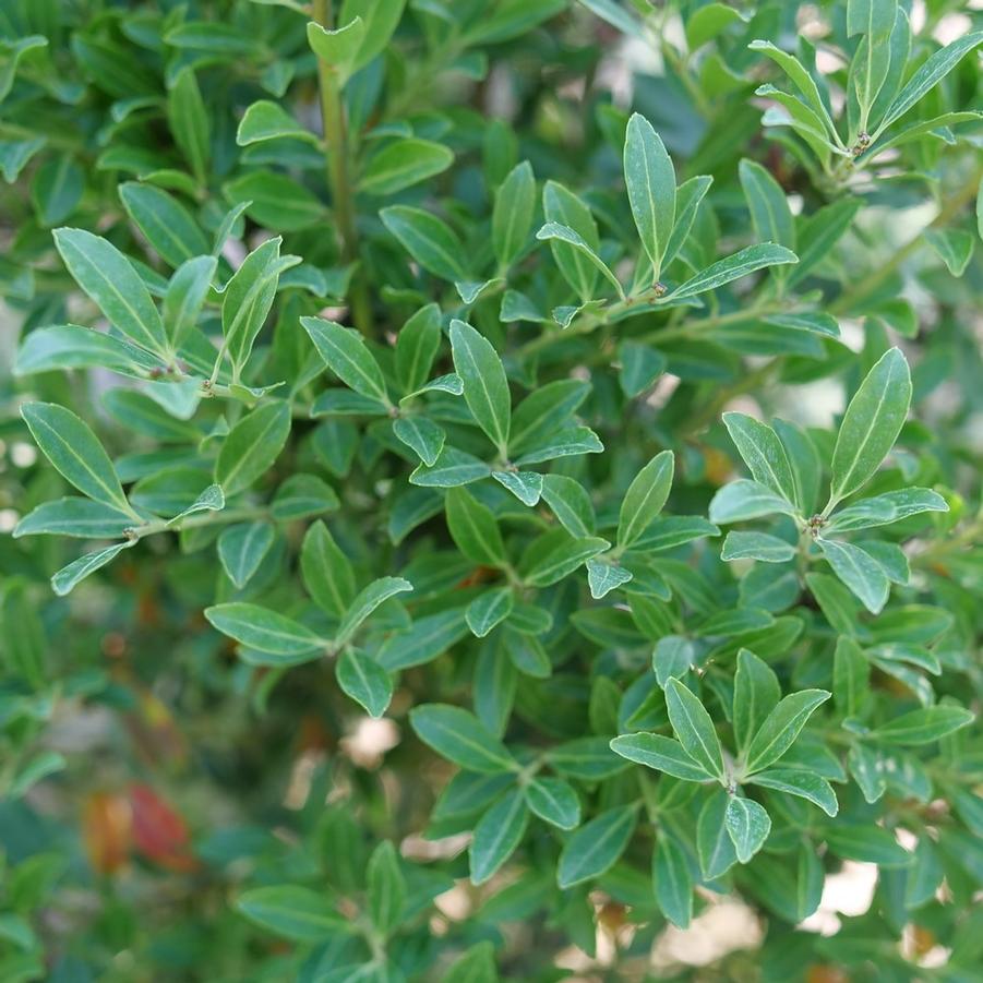 Ilex glabra Squeeze Box� - Inkberry Holly (Courtesy of Proven Winners) 