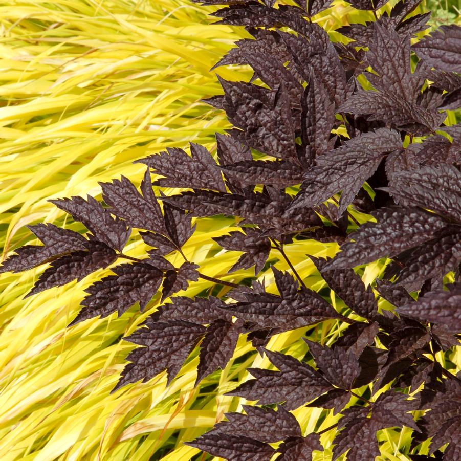 Actaea simplex 'Black Negligee' - Kamchatka Bugbane Photo courtesy of TERRA NOVA® Nurseries, Inc.