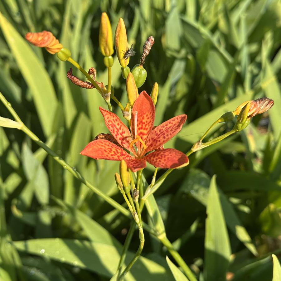 Belamcanda chinensis - Blackberry Lily from Pleasant Run Nursery