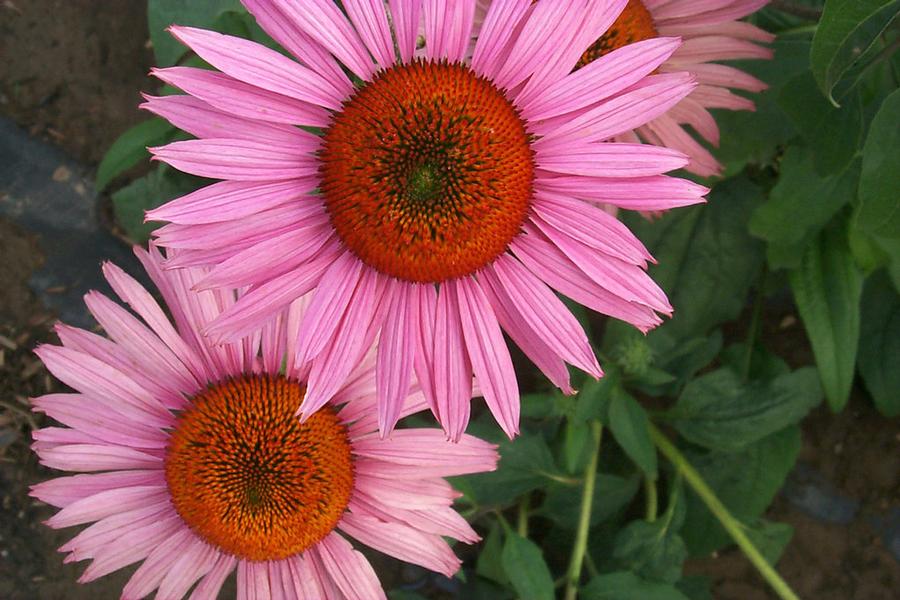 Echinacea x 'Ruby Giant' - Coneflower (Courtesy of Proven Winners)