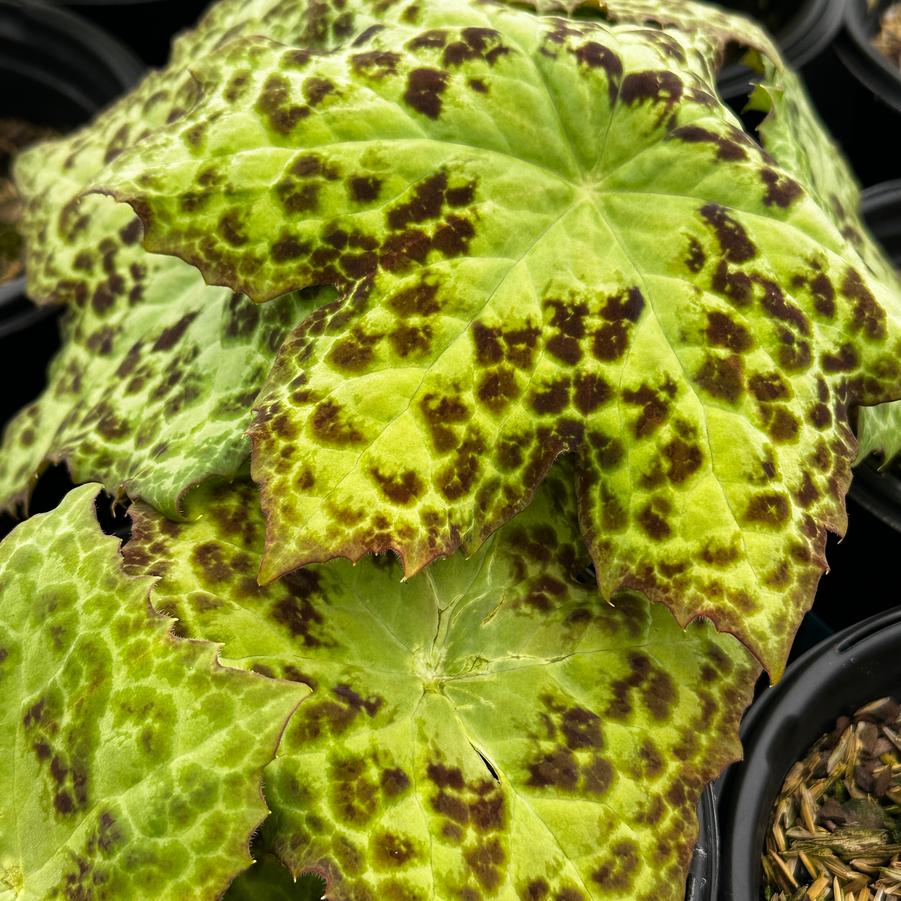 Podophyllum x 'Spotty Dotty' - Mayapple from Pleasant Run Nursery