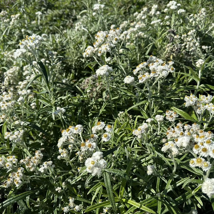 Anaphalis margaritacea - Pearly Everlasting from Pleasant Run Nursery