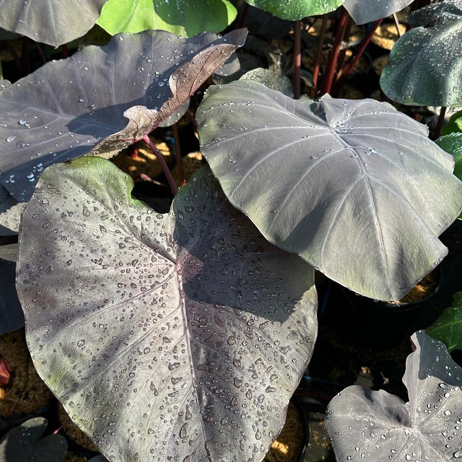 Colocasia x 'Black Swan' - Elephant Ears from Pleasant Run Nursery