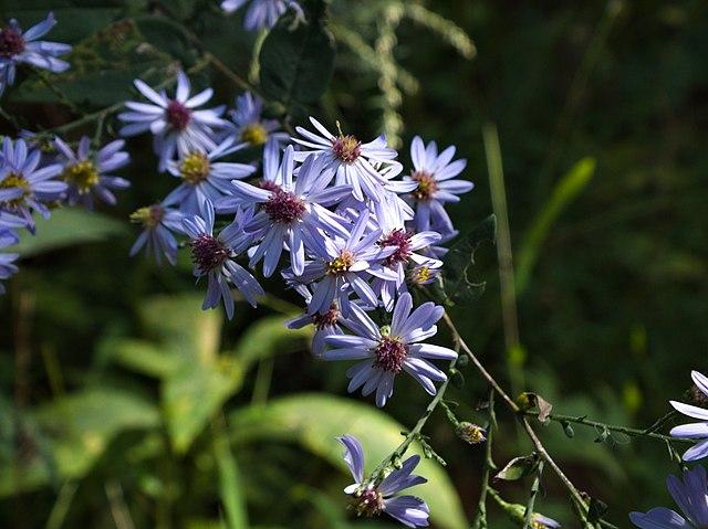 Aster cordifolius - Common Blue Wood Aster 