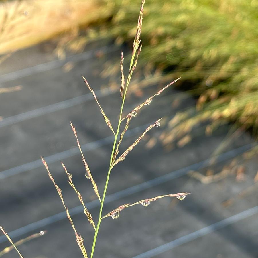 Molinia caerulea ssp. arundinacea 'Transparent' - Moor Grass from Pleasant Run Nursery