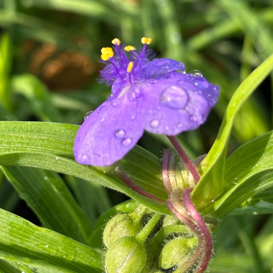 Tradescantia virginiana - Spiderwort from Pleasant Run Nursery
