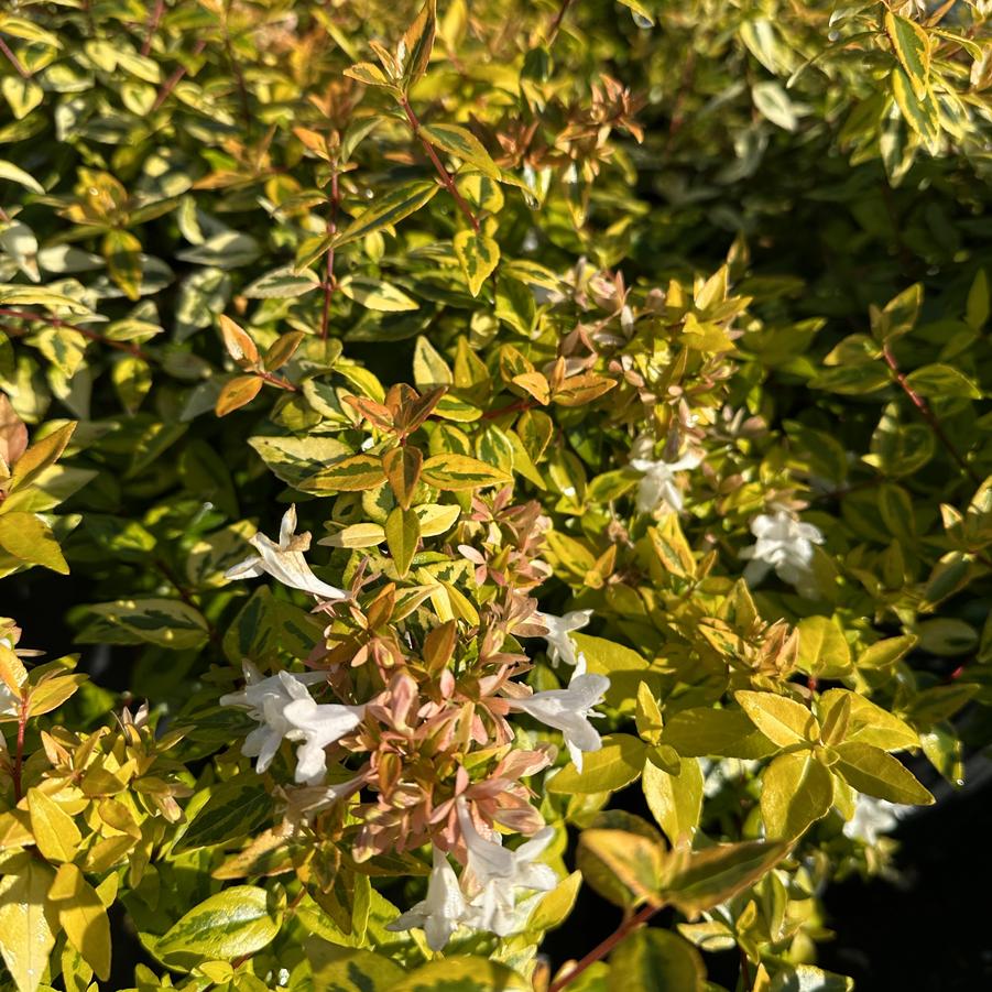 Abelia x grandiflora 'Kaleidoscope' - Abelia from Pleasant Run Nursery