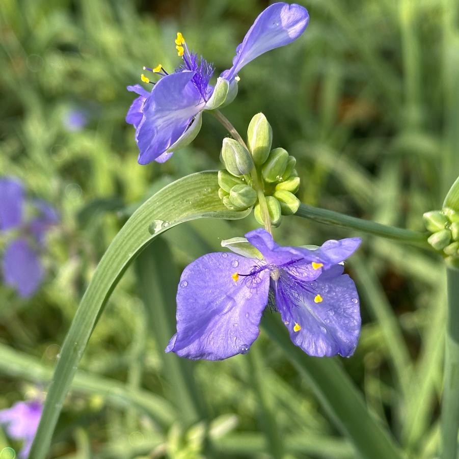 Tradescantia ohiensis - Ohio Spiderwort from Pleasant Run Nursery