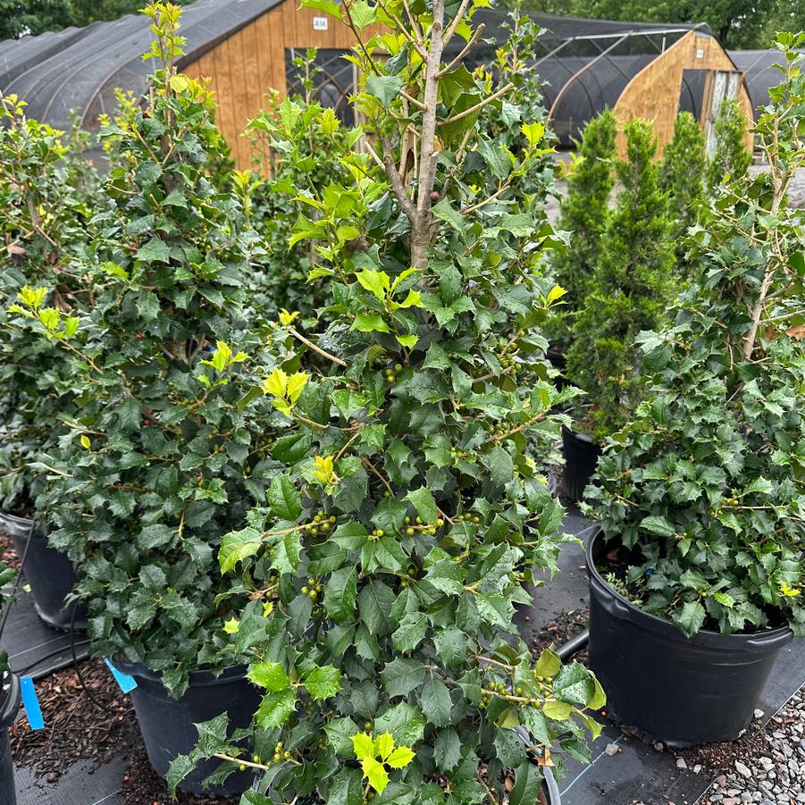 Ilex opaca 'Old Heavy Berry' - American Holly from Pleasant Run Nursery