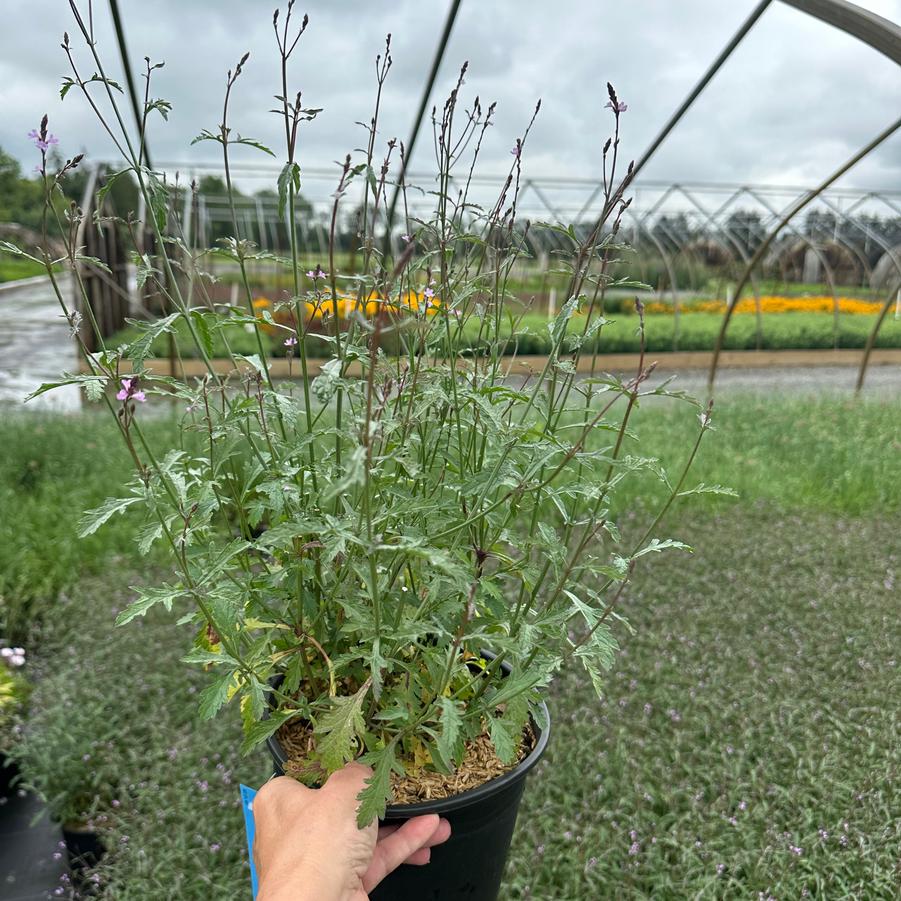 Verbena officinalis 'Bampton' - Vervain from Pleasant Run Nursery