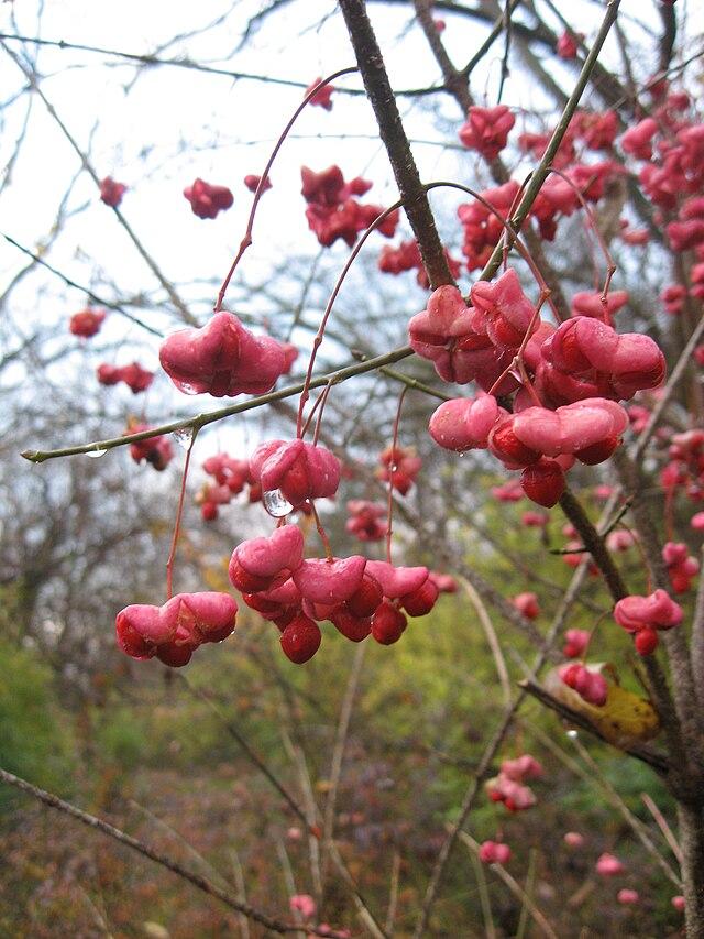 Euonymus atropurpureus - Eastern Wahoo 