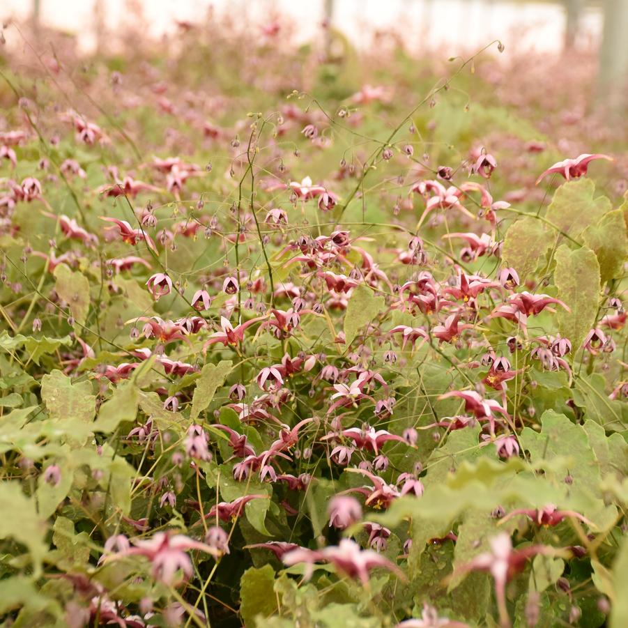 Epimedium x 'Hugs and Kisses' - Courtesy of Proven Winners - www.provenwinners.com