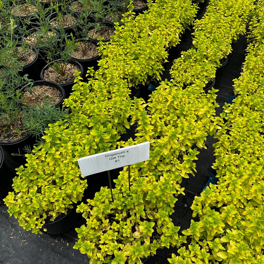 Origanum x 'Gilt Trip' - Ornamental Oregano from Pleasant Run Nursery