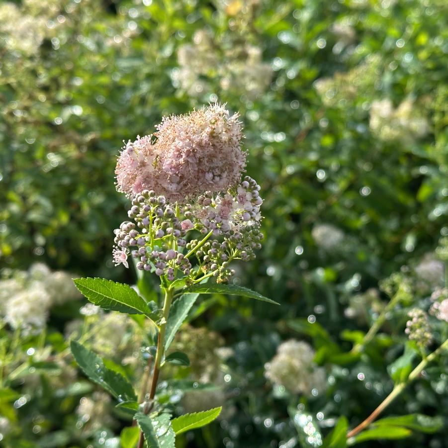 Spiraea latifolia - Meadowsweet from Pleasant Run Nursery