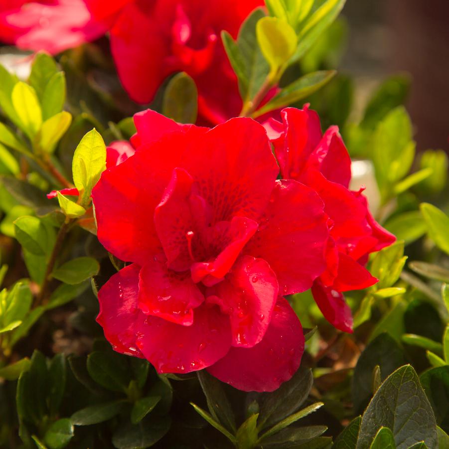 Rhododendron 'Encore® Autumn Bonfire®' - EncoreAzalea.com